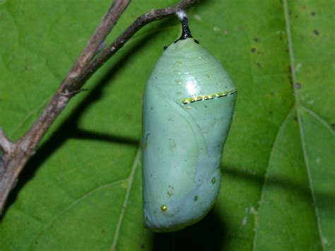 This can range from about seven days to more than a year, but for a large number of species it is less than 30 days. Marked, Eternal: Releasing The Sufferer