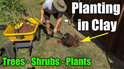 Planting In Clay Soil Trees Shrubs And Plants Youtube