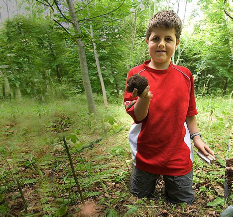 But the pigs have a disadvantage: Boy claims amazing ability at finding truffles with his ...