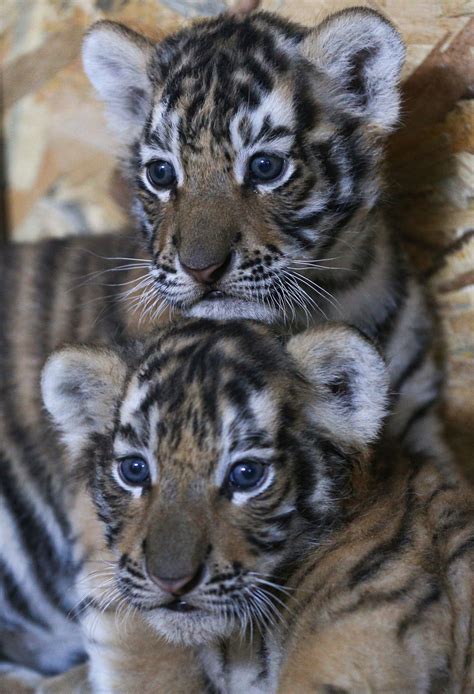 Istanbuls Aslanpark Welcomes Bengal Tiger Cubs Daily Sabah