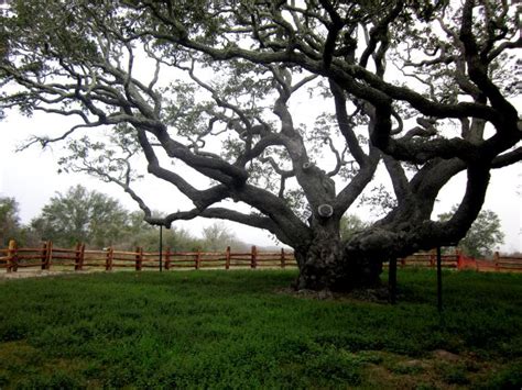 Oldest Oak Tree In Texas The Big Tree Goose Island Park