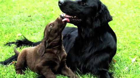 flat coated retriever father  puppies ii youtube