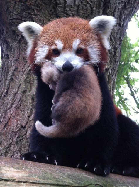 Reluctant Red Panda Gets The Perfect Name Zooborns