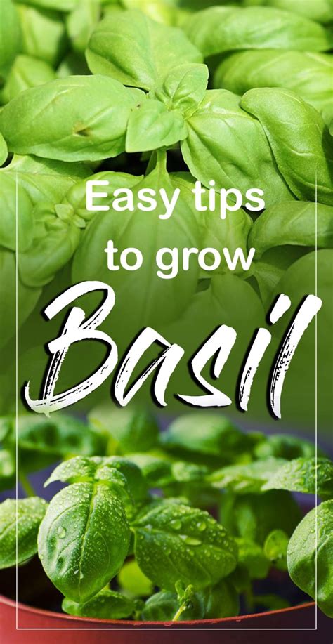 How To Grow Basil Growing Basil In Containers Basil Plant