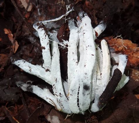 Mushroom Observer: Species List: Mycelia Sterilia & Other Featureless Fungi (353)