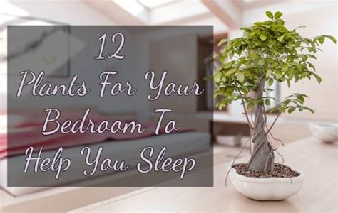 12 Plants To Put In Your Bedroom To Help You Sleep Bath And Body