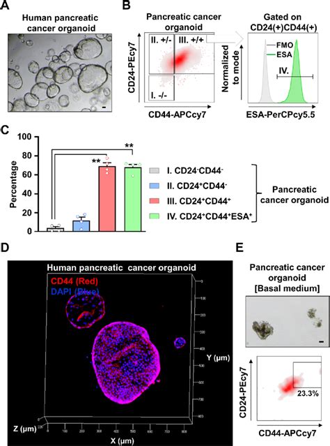 Cd44cd24epcam Cancer Initiating Cells Cics Are Enriched In