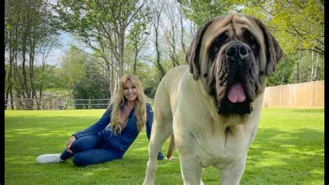 Zorba The Biggest Dog On Earth