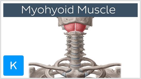Mylohyoid Muscle Attachments And Function Human Anatomy Kenhub