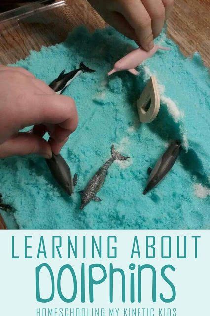 Homeschooling Ideas For Learning About Dolphins Dolphin Lessons