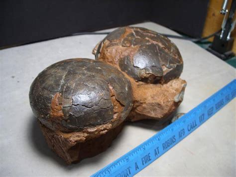 Contents how big was a spinosaurus egg? Hadrosaur Dinosaur Eggs (073016c) - The Stones & Bones ...