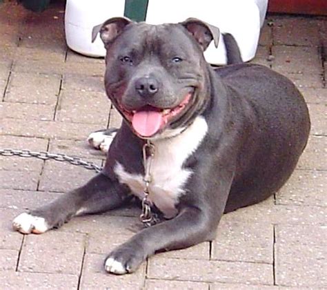 Purebred Blue English Staffordshire Terrier Asian Shepherd Puppy