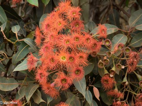 Plantfiles Pictures Corymbia Species Red Flowering Gum Scarlet