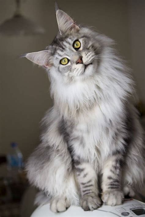 Chooper status ped/non ped : Kucing Maine Coon : Harga, Ciri Fisik Asli dan Perawatan