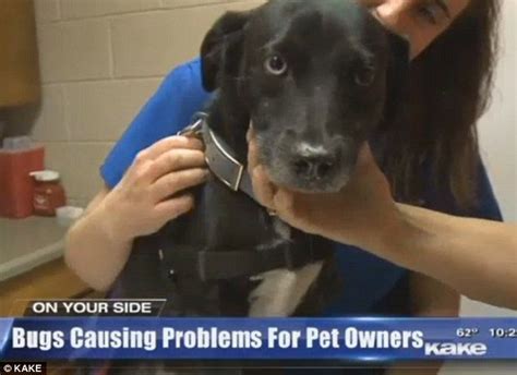 See more ideas about beetlejuice, tim burton, beetlejuice movie. Vets Issue Warning To Dog Owners About Danger Ladybugs Can ...