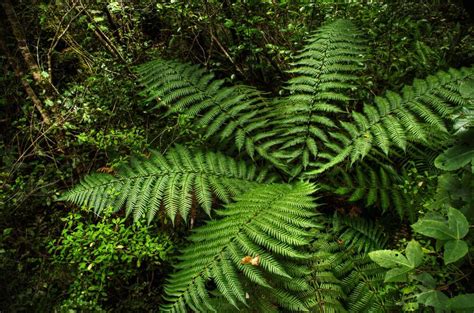 Rainforest Fern Hdr Creme