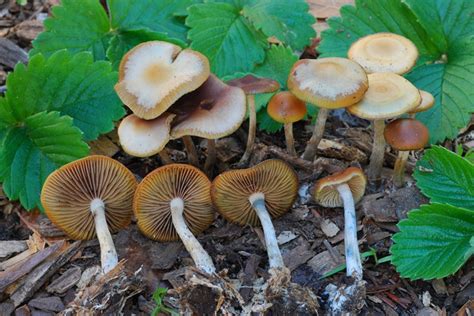 Psilocybe Mushroom Species The Santa Cruz Mycoflora Project