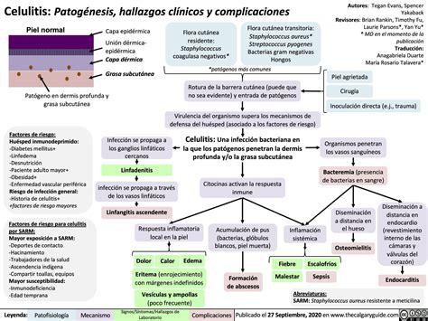 celulitis patogénesis hallazgos clínicos y complicaciones calgary guide