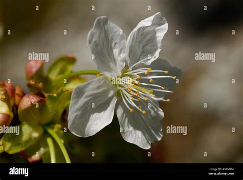 Apple Blossom Stock Photo Alamy
