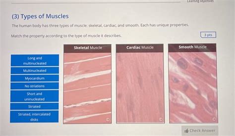 Solved Learning Objectives 3 Types Of Muscles The Human