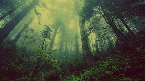 Hd Wallpaper Forest Mist Fog Misty Woods Foggy Nature Green