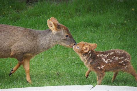 The Pudú Deer Is The Worlds Smallest Deer They Live In Bamboo