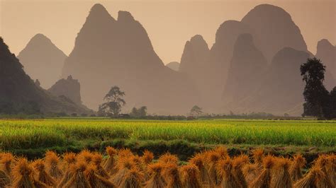 Harvested Rice Fields At Sunset Near Yangshuo Guangxi Region Of China