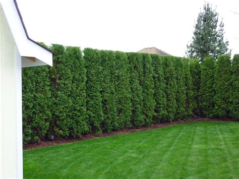 Emerald Cedar Hedge Privacy Landscaping Backyard Courtyard Gardens