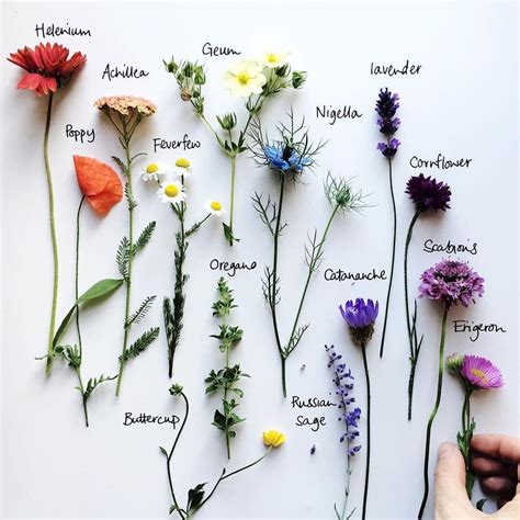 Delta Breezes “emma Mitchell Silverpebble2 ” Flower Names Flower