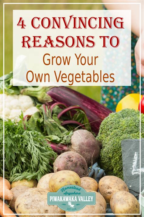 Why Should You Grow Your Own Vegetables 5 Convincing Reasons To Grow