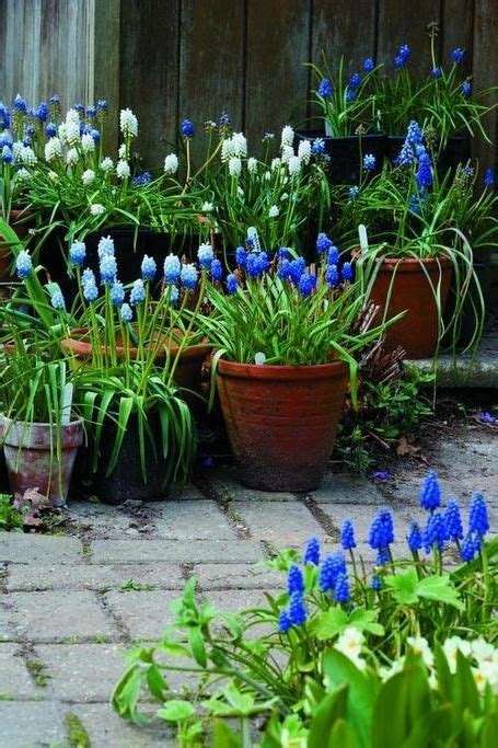Muscari Bulbs Plant Now Autumn For Spring Bling Container Garden