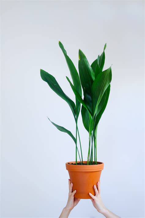 I segreti per curare al meglio le piante da interno. 10 piante da interno verdi e belle con poca luce - Foto ...