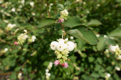 Grow Snowberry In Your Garden This Year The Habitat