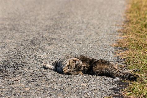 Roadkill Dead Cat On Road Stock Photos Pictures And Royalty Free Images