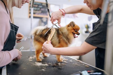 Serving Up Style With Petbars Dog Haircut Service Petbar