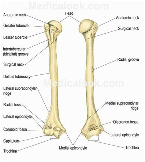 Interrupted black lines), whilst the time comparison with tetracycline double labelling data. Right humerus (R-anterior, L-posterior) | Anatomy bones