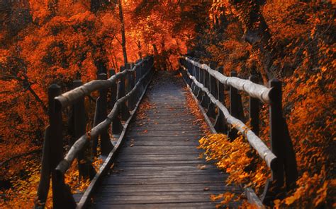 1242x2688 A Bridge In Autumn Season Iphone Xs Max Wallpaper Hd Nature