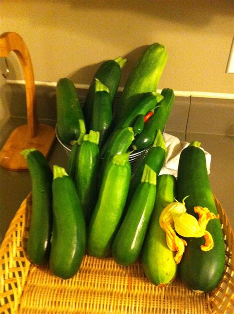 We did not find results for: fresh first pick zucchini from our garden | Zucchini, Food ...