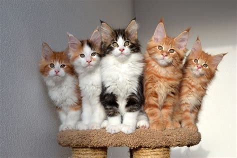 They get on well with children and other pets but don't always want to have a cuddle or sit on someone's lap. How can someone find a good Maine coon breeder?
