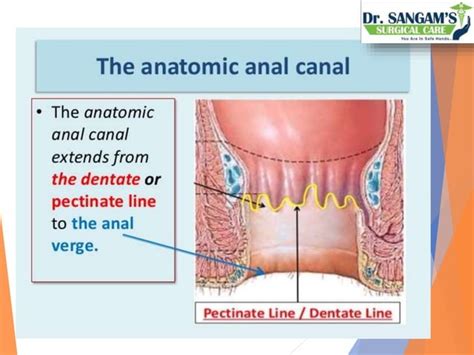 Anatomy Of Rectum And Anal Canal