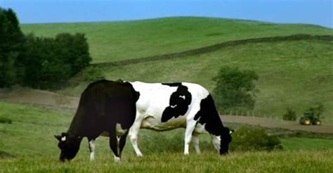 Puzzled Cows Optical Illusion Illusions Optical Illusions Two