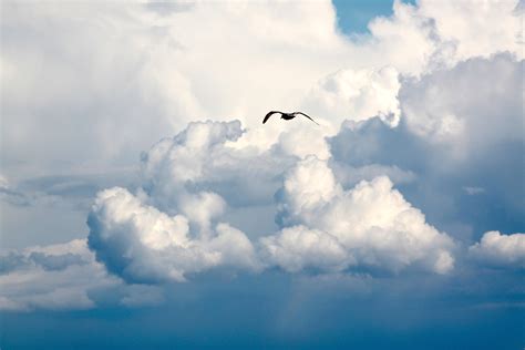 Free Images Bird Flight Clouds Fly