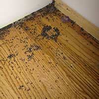 Usually, presence of mice droppings indicate that the place is one of those locations, where these rodents are active. Attic Cleaning Services in Rhode Island: RI Rodent Dropping Removal
