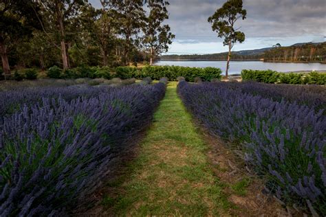 Port Arthur Lavender Farm Tasmania Australia