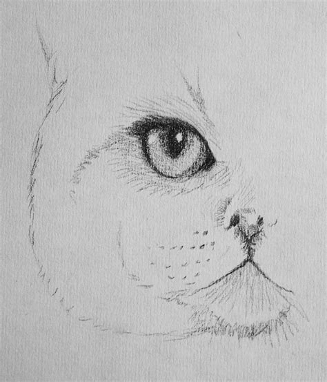 Cat Eye Sketch At Explore Collection Of Cat Eye Sketch