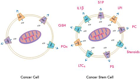 Ijms Free Full Text Abc Transporters In Cancer Stem Cells Beyond