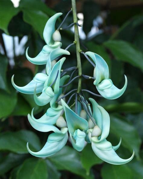 Green Jade Flower Native To The Tropical Forests Of The Phillipines