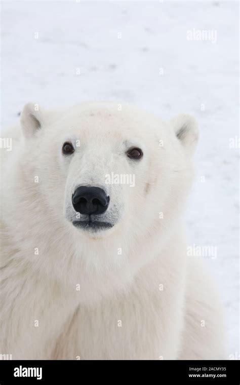 Polar Bear King Of The Arctic Stock Photo Alamy