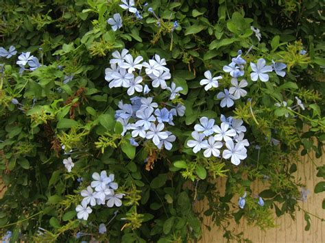 The specific epithet auriculata means with ears, referring to the shape of the leaves. 납풀 Plumbago auriculata Lam.