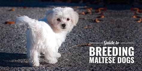 How To Breed Maltese Dogs — Breeding Business